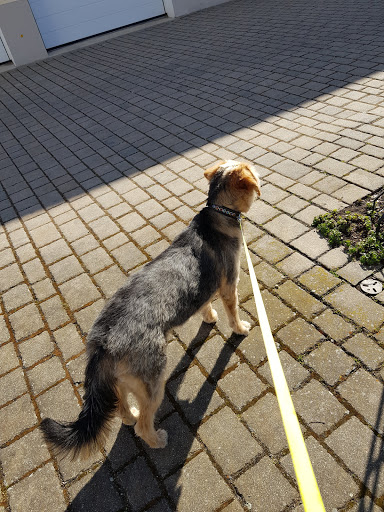 Ullis Hundeoase unter Roding, 