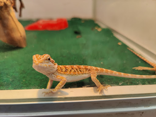 Pet Supply Store «Pet Supermarket», reviews and photos, 501 Cypress Gardens Blvd, Winter Haven, FL 33880, USA