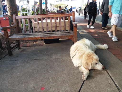 Book Store «Barnes & Noble», reviews and photos, 4801 Bethesda Ave, Bethesda, MD 20814, USA