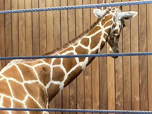 Zoo «Como Park Zoo & Conservatory», reviews and photos, 1225 Estabrook Dr, St Paul, MN 55103, USA