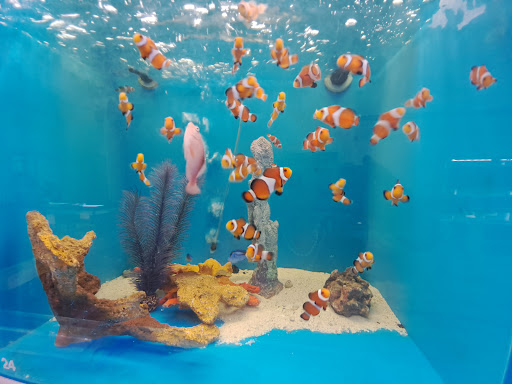 Pet Supply Store «Seascape Aquarium & Pet Center», reviews and photos, 2162 Gulf Gate Dr, Sarasota, FL 34231, USA