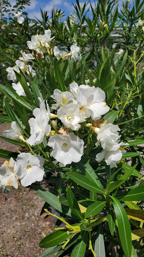 Plant Nursery «HOUSTON PLANTS & GARDEN WORLD», reviews and photos, 16726 North Fwy, Houston, TX 77090, USA