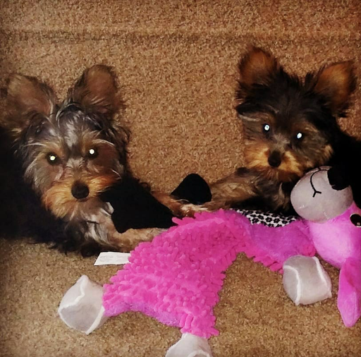 Pet Store «AA Ridgewood Kennels II, LLC», reviews and photos, 11 E Tolna Rd, Shrewsbury, PA 17361, USA