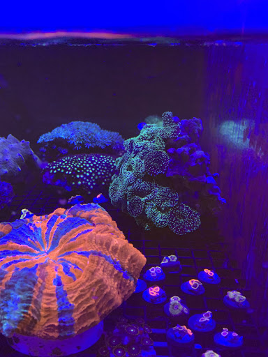 Tropical Fish Store «The Reef Shoppe», reviews and photos, 900 Morris Park Ave, Bronx, NY 10462, USA