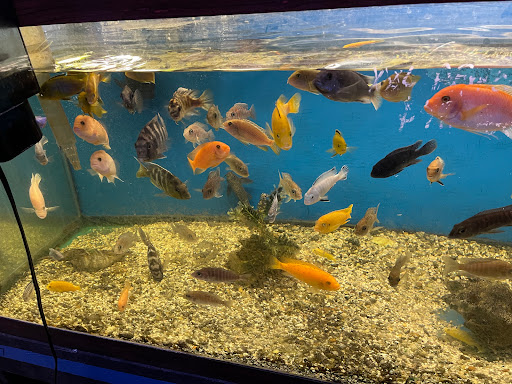 Tropical Fish Store «Waterbury Aquarium», reviews and photos, 406 Watertown Ave, Waterbury, CT 06708, USA