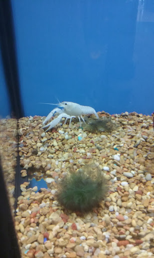 Pet Supply Store «Petco Animal Supplies», reviews and photos, 10 Waterfront Pl, Port Chester, NY 10573, USA