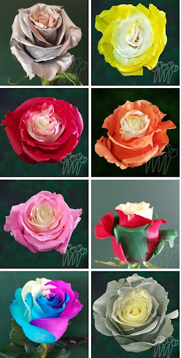 Florist «LV Flower Events», reviews and photos, 6331 Avenue N, Brooklyn, NY 11234, USA