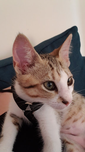 Pet Supply Store «PetSmart», reviews and photos, 5080 Riverside Dr #601, Macon, GA 31210, USA