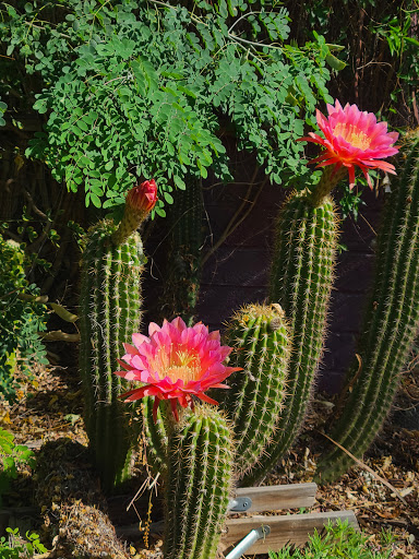 Coffee Shop «Copper Star Coffee», reviews and photos, 4220 7th Ave, Phoenix, AZ 85013, USA