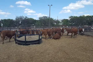 Jordan Cattle Auction image