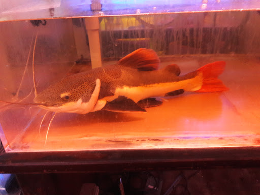 Aquarium Shop «Total Fish & Pets», reviews and photos, 137 Valley Blvd, Alhambra, CA 91801, USA