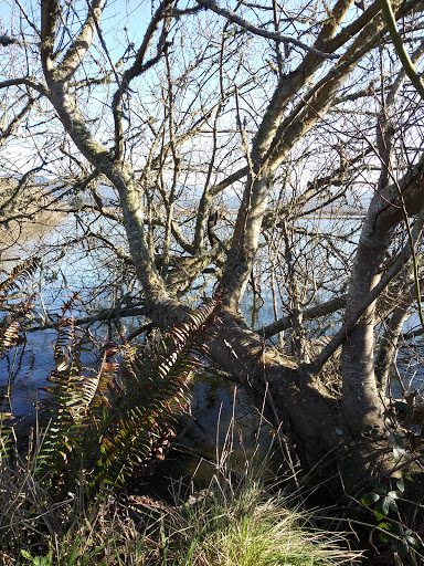 Bird Watching Area «Arcata Marsh Interpretive Center», reviews and photos, 569 S G St, Arcata, CA 95521, USA