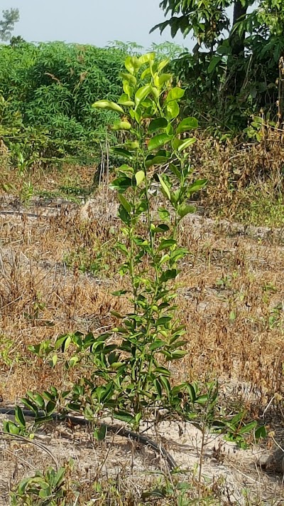 Photos of Peak Sneng Khmer Lime Farm