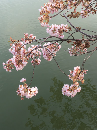 Memorial Park «Martin Luther King, Jr. Memorial», reviews and photos, 1964 Independence Ave SW, Washington, DC 20024, USA