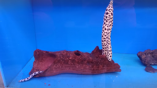 Aquarium Shop «Aquarium Arts», reviews and photos, 1810 W Baseline Rd #1, Mesa, AZ 85202, USA