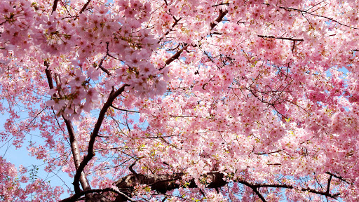 Marseille Jinenkan, Sakura Aïkikaï