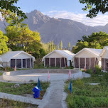 The Regal Camp, Nubra - Google hotels