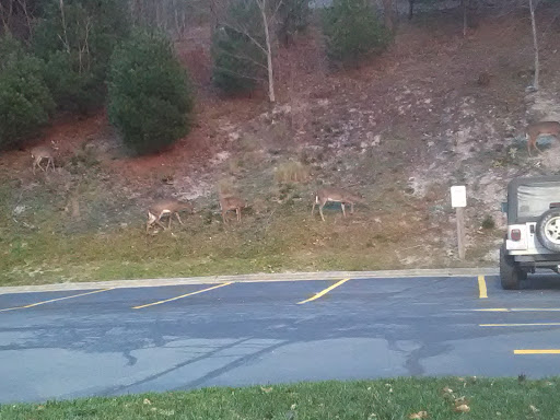 Grocery Store «Food Lion», reviews and photos, 7533 Valley Blvd, Blowing Rock, NC 28605, USA