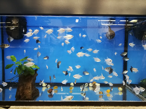 Pet Supply Store «Petco Animal Supplies», reviews and photos, 450 Hackensack Ave, Hackensack, NJ 07601, USA