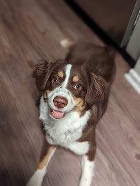 Four on the Floor Pet Care LLC - Photo 8 - Car repair in , Escondido