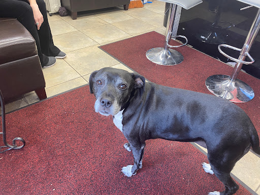 Mechanic «Great Bear Auto Repair & Auto Body Shop», reviews and photos, 164-16 Sanford Ave, Flushing, NY 11358, USA