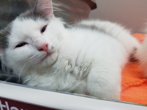 Pet Store «Petland», reviews and photos, 920 Hebron Rd, Heath, OH 43056, USA