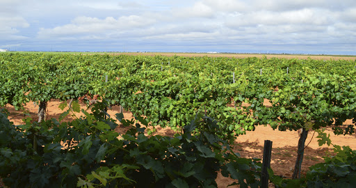 Winery «Pheasant Ridge Winery», reviews and photos, 3507 E County Road 5700, Lubbock, TX 79403, USA