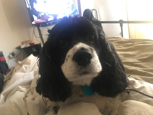 Pet Supply Store «PetSmart», reviews and photos, 320 W Town Square Way, Oak Creek, WI 53154, USA