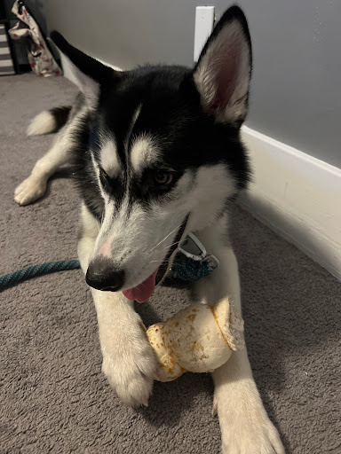 Pet Supply Store «The Green Spot», reviews and photos, 1110 S 71st St, Omaha, NE 68106, USA