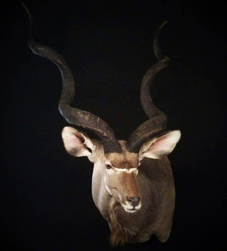 Taxidermist «HighPoint Taxidermy And Outfutters», reviews and photos, 14860 OH-13, Thornville, OH 43076, USA