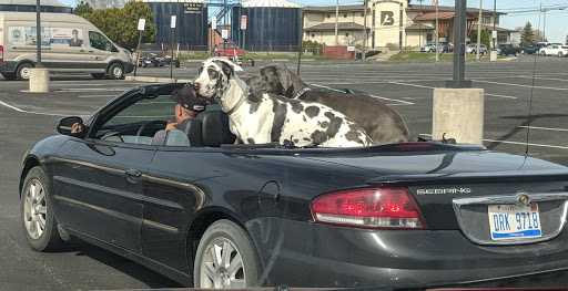 Golf Course «Pine Shores Golf Course», reviews and photos, 515 Fred W Moore Hwy, St Clair, MI 48079, USA