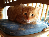 Nanda's Walking Paws Dog Walks & Pet Sitting Services - Photo 8 - Car repair in , Tampa