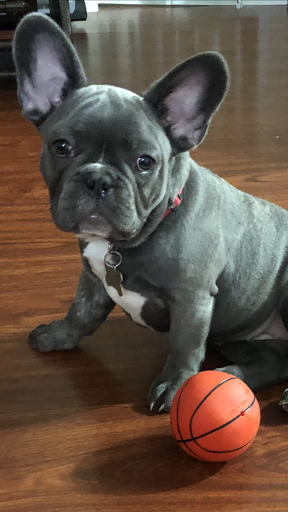 Pet Supply Store «Petco Animal Supplies», reviews and photos, 1951 N Military Trl c, West Palm Beach, FL 33409, USA