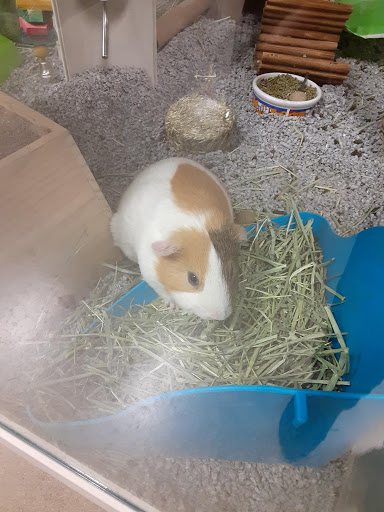 Pet Supply Store «Premier Pet Supply», reviews and photos, 63 W Auburn Rd, Rochester Hills, MI 48307, USA