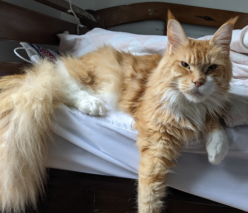 DreamCoon Maine Coon Cattery