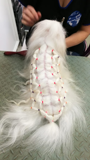 Academia y Peluquería Canina Sir Can