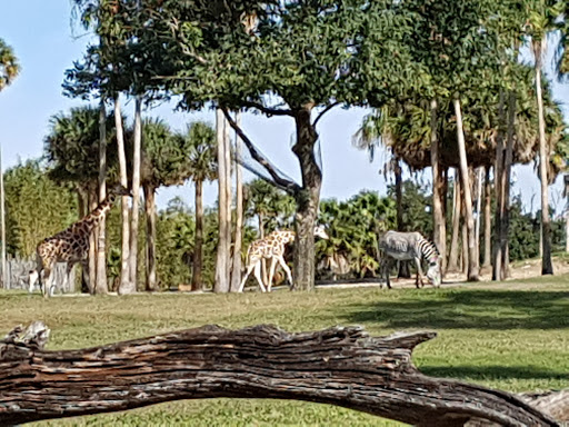 Roller Coaster «Cheetah Hunt», reviews and photos, 10165 N Malcolm McKinley Dr, Tampa, FL 33612, USA