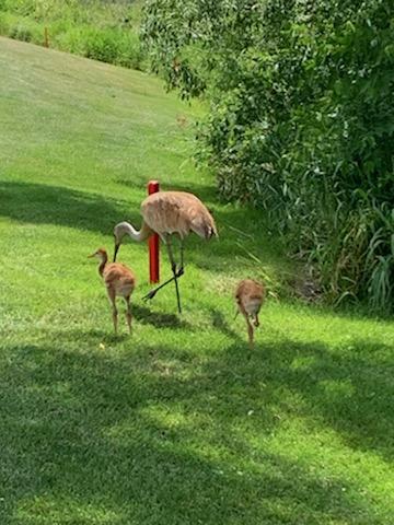 Golf Course «Baker National Golf Course», reviews and photos, 2935 Parkview Dr, Hamel, MN 55340, USA