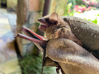 Trutech Wildlife Service - Photo 6 - Car repair in , Springfield