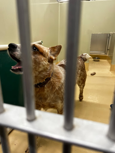 Animal Shelter «Oregon Humane Society», reviews and photos