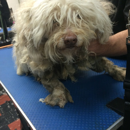 Pet Groomer «Tidy Dog Pet Supply & Salon», reviews and photos, 2612 Lebanon Pike A, Nashville, TN 37214, USA