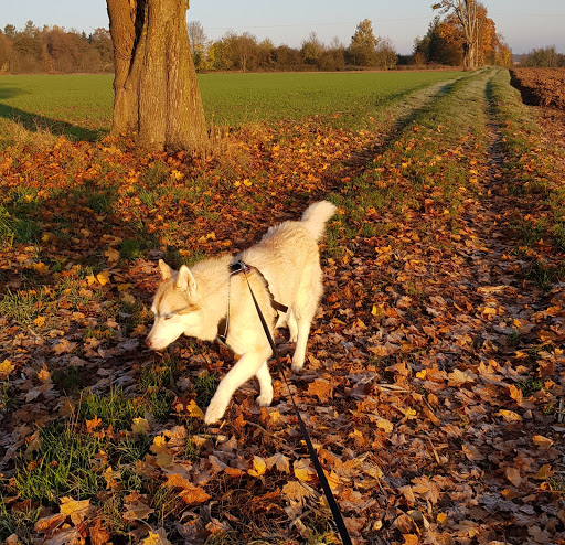 Veterinary practice Schulz GmbH unter Neutraubling, 