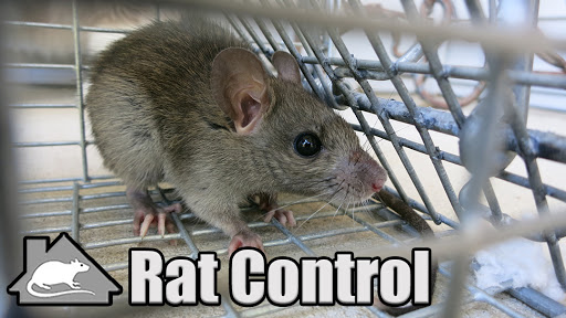 Fairfield County Rat Control