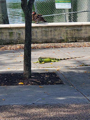 Park «Antonio Maceo Park», reviews and photos, 5135 NW 7th St, Miami, FL 33126, USA