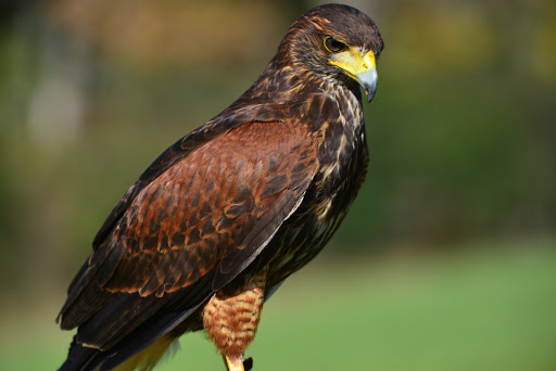 Historical Place «Marsh-Billings-Rockefeller National Historical Park», reviews and photos, 54 Elm St, Woodstock, VT 05091, USA