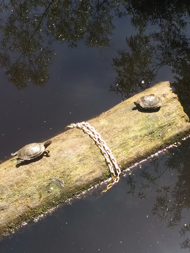 Nature Preserve «Tacoma Nature Center», reviews and photos, 1919 S Tyler St, Tacoma, WA 98405, USA