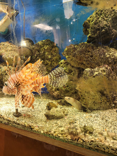 Pet Store «Forever Pets Inc», reviews and photos, 1030 Basse Rd, San Antonio, TX 78212, USA