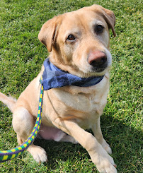 Hearts at Home Pet Sitting, LLC - Photo 4 - Car repair in , Newport News