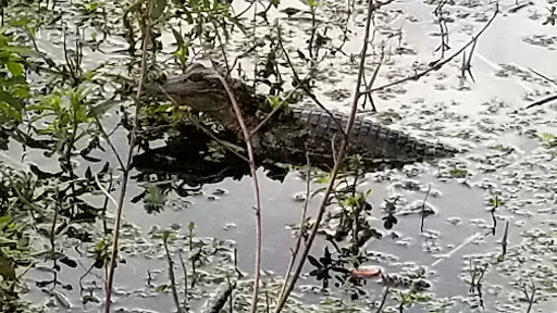 Park «John S. Taylor Park», reviews and photos, 1100 8th Ave SW, Largo, FL 33770, USA