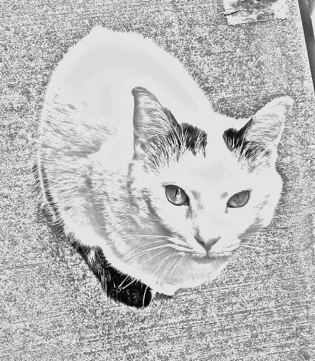 South Orange County Animal Hospital image